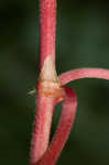 Fringed black bindweed